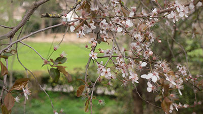 Cerisiers en fleurs au parc de la Torse