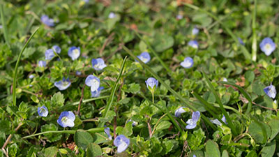 Photo de petites fleurs bleues