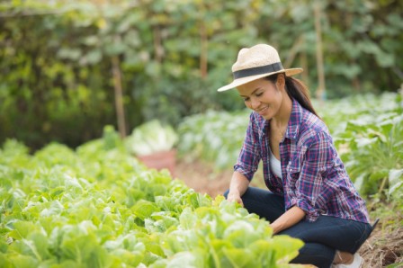 agricultrice en provence avec salade