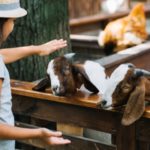 un enfant visite d'une ferme avec des chèvres