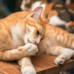 bar à chat dans le centre d'Aix en Provence