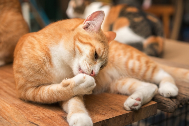 bar à chat dans le centre d'Aix en Provence