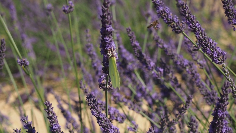 insectes lavandes