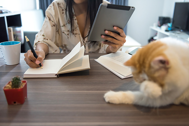 freelance avec son chat