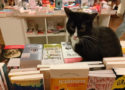 Librairie Mon chat pitre à Aix-en-Provence