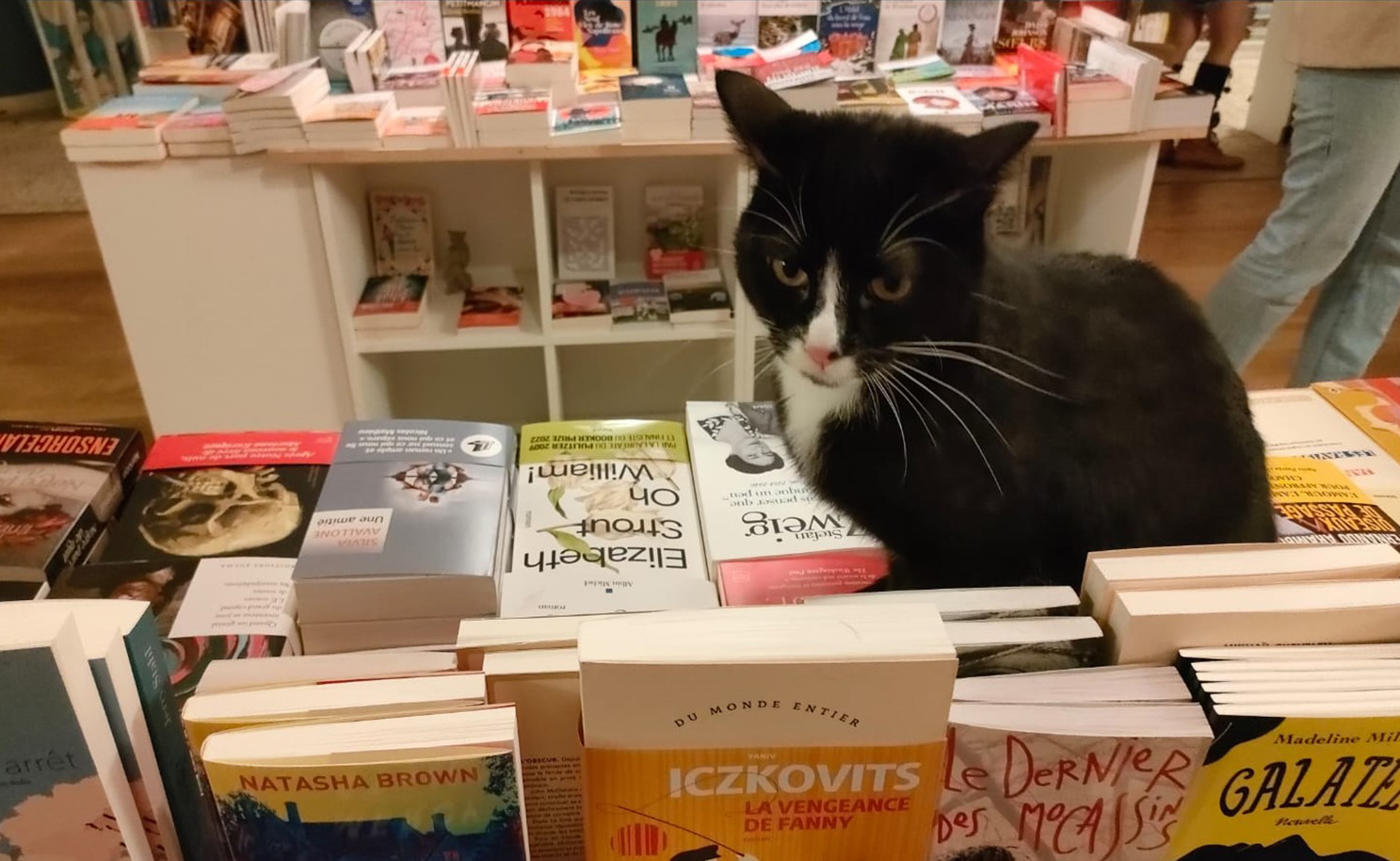 Librairie Mon chat pitre à Aix-en-Provence