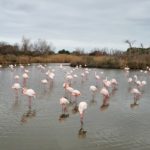 Parc Ornithologique du Pont de Gau