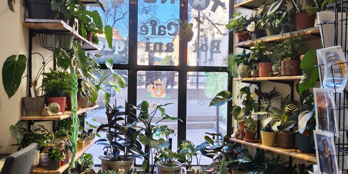 le salon du tanuki aix