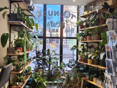 le salon du tanuki aix